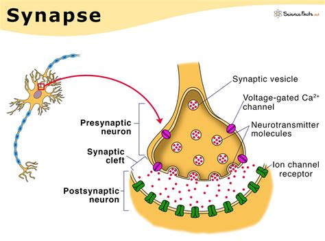 xyapes|Synapse: Definition, Parts, Types .